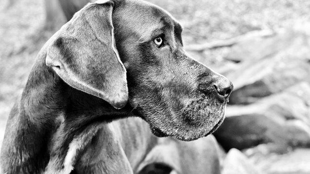great-dane-2914317_1280